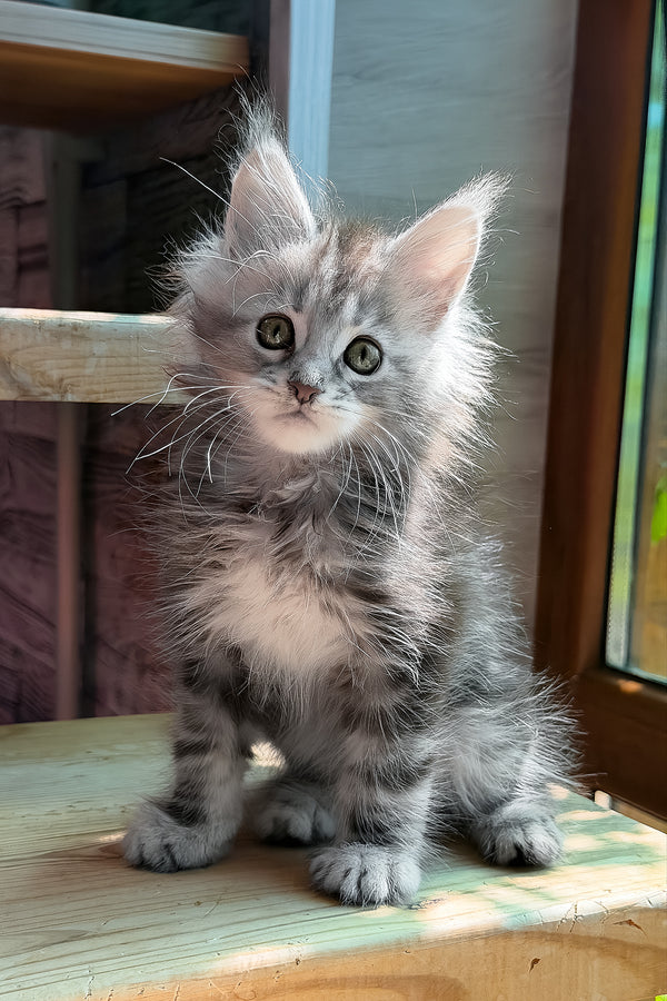 Sheri | Maine Coon Kitten