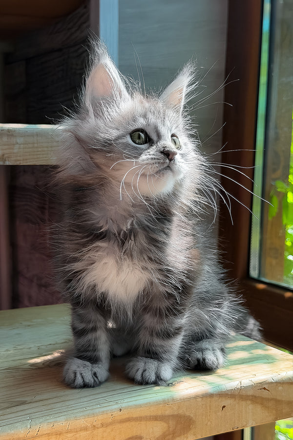 Sheri | Maine Coon Kitten