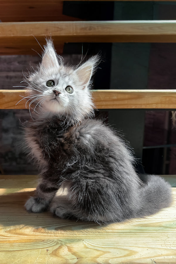 Sheri | Maine Coon Kitten