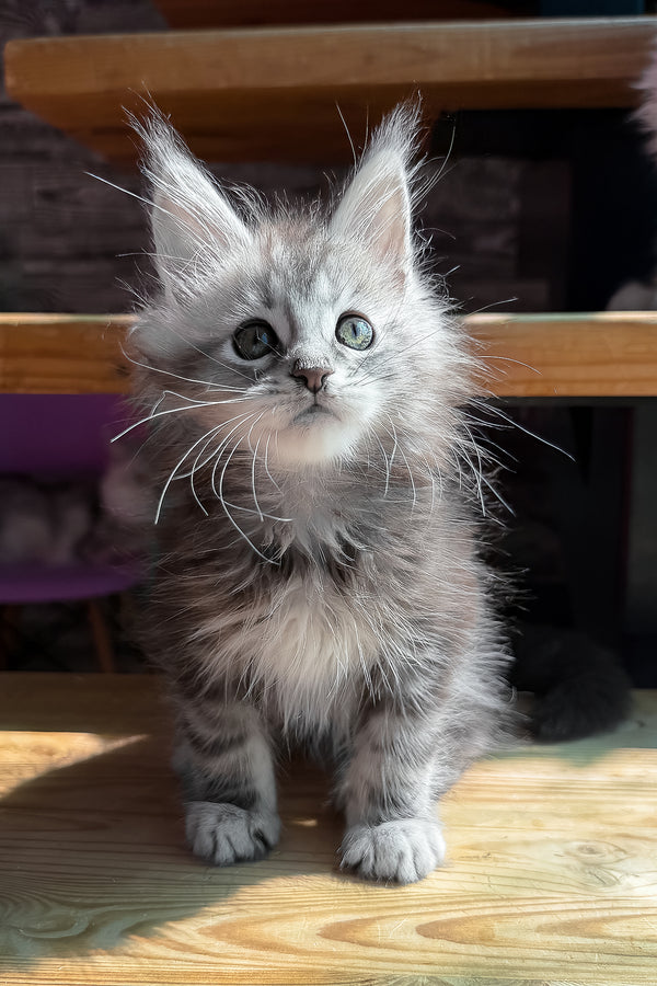 Sheri | Maine Coon Kitten