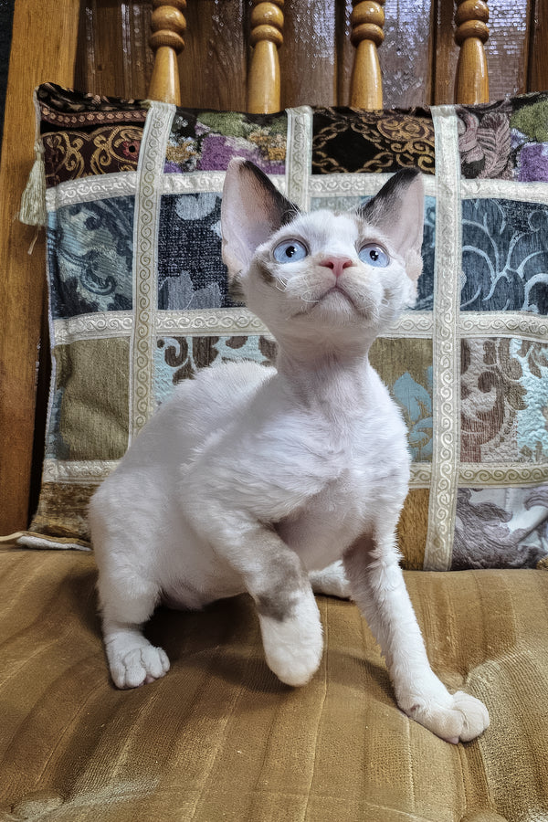 Sharyl | Devon Rex Kitten
