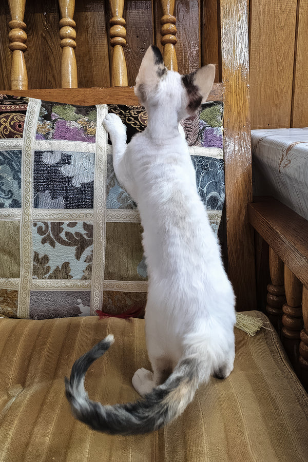 Sharyl | Devon Rex Kitten