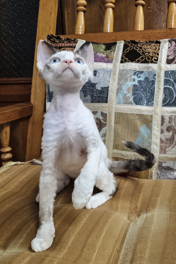 Sharyl | Devon Rex Kitten