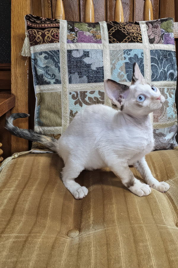 Sharyl | Devon Rex Kitten
