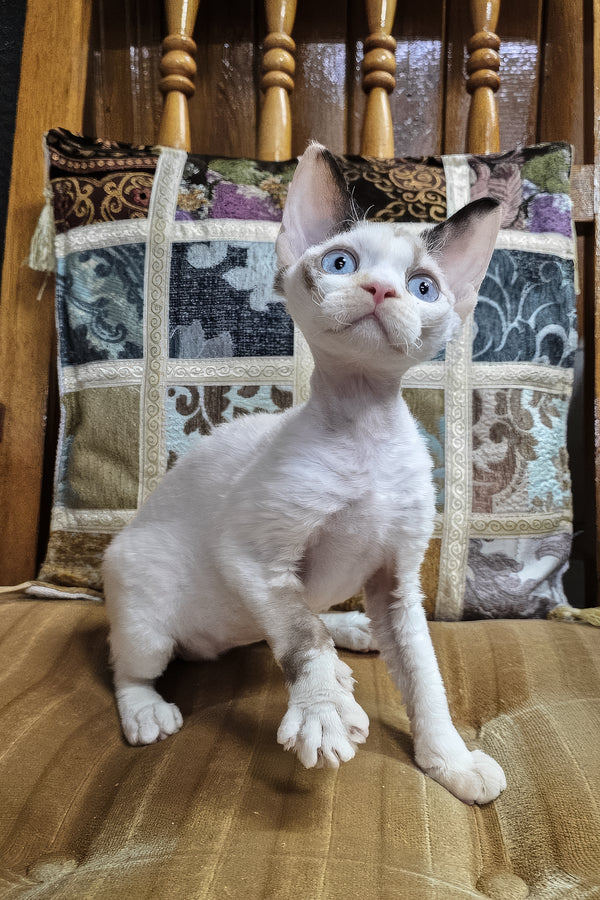 Sharyl | Devon Rex Kitten