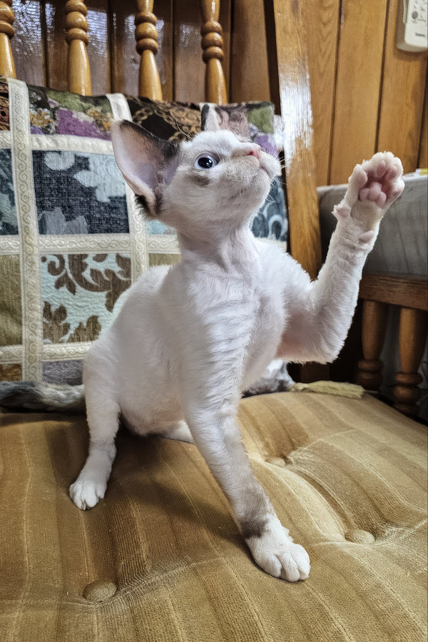 Sharyl | Devon Rex Kitten