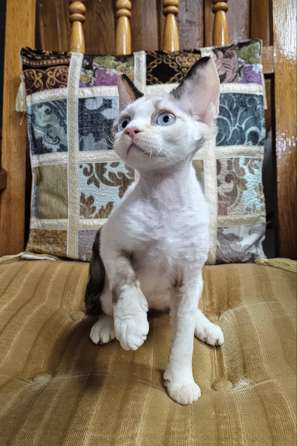 Sharyl | Devon Rex Kitten