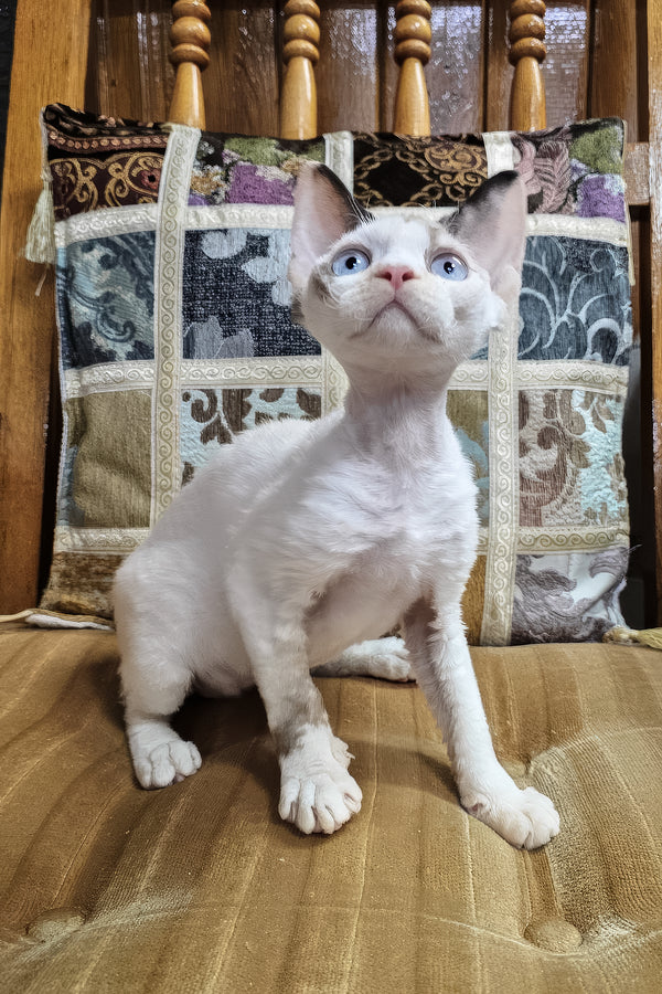 Sharyl | Devon Rex Kitten