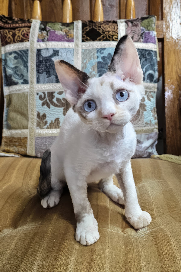 Sharyl | Devon Rex Kitten