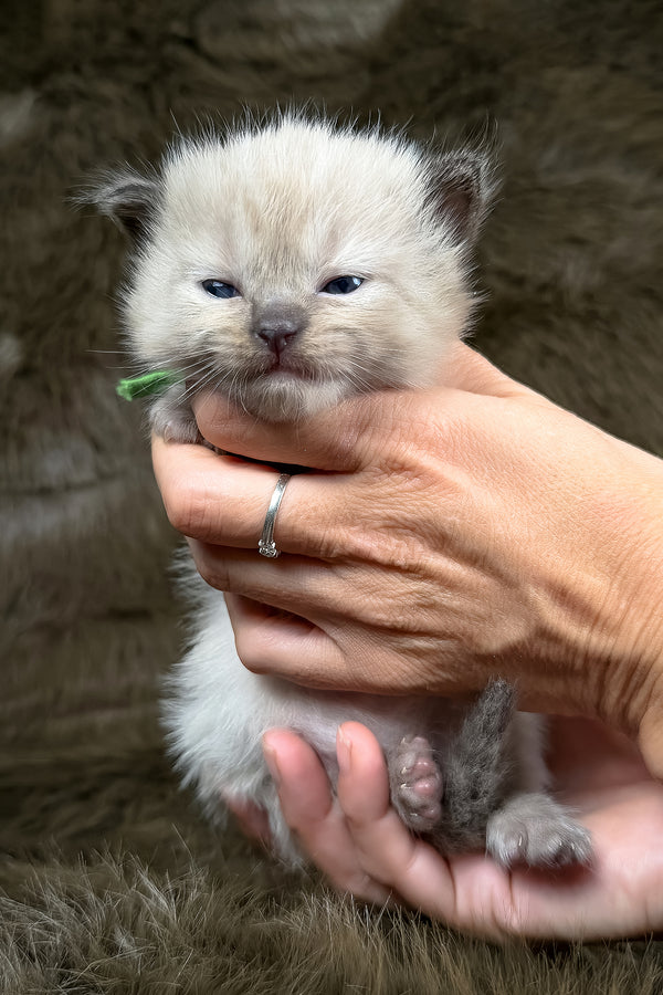 Shoyu | Cherubim Ragdoll Kitten