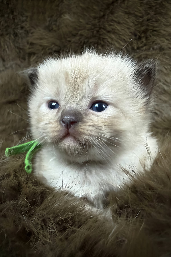 Shoyu | Cherubim Ragdoll Kitten