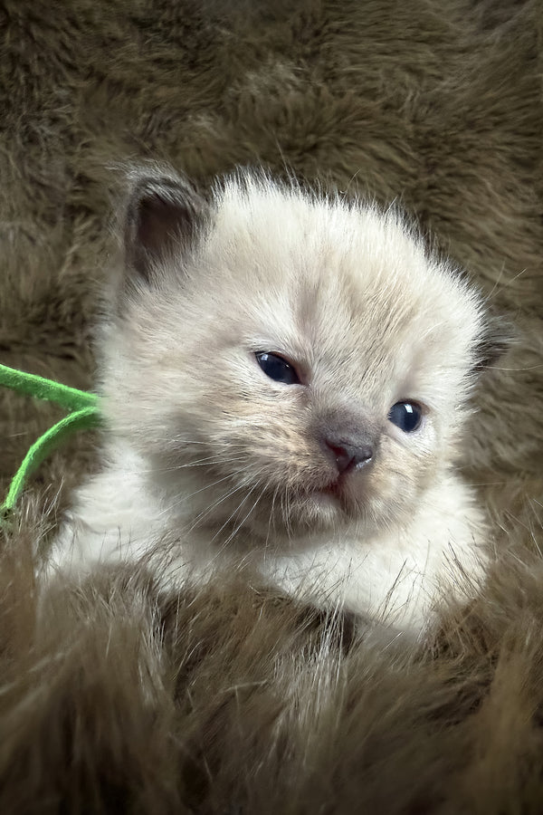 Shoyu | Cherubim Ragdoll Kitten