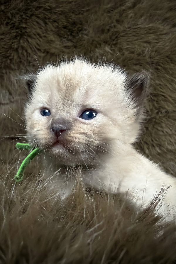 Shoyu | Cherubim Ragdoll Kitten