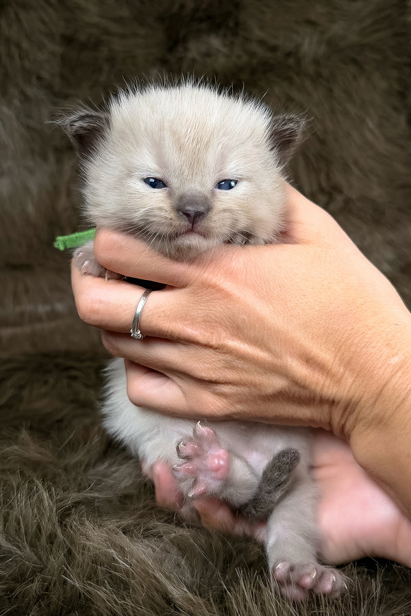 Shoyu | Cherubim Ragdoll Kitten