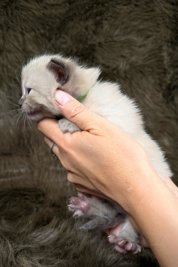 Shoyu | Cherubim Ragdoll Kitten