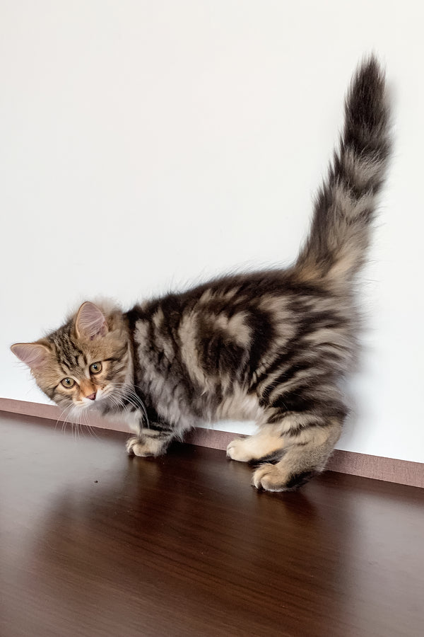 Sidney | Siberian Kitten