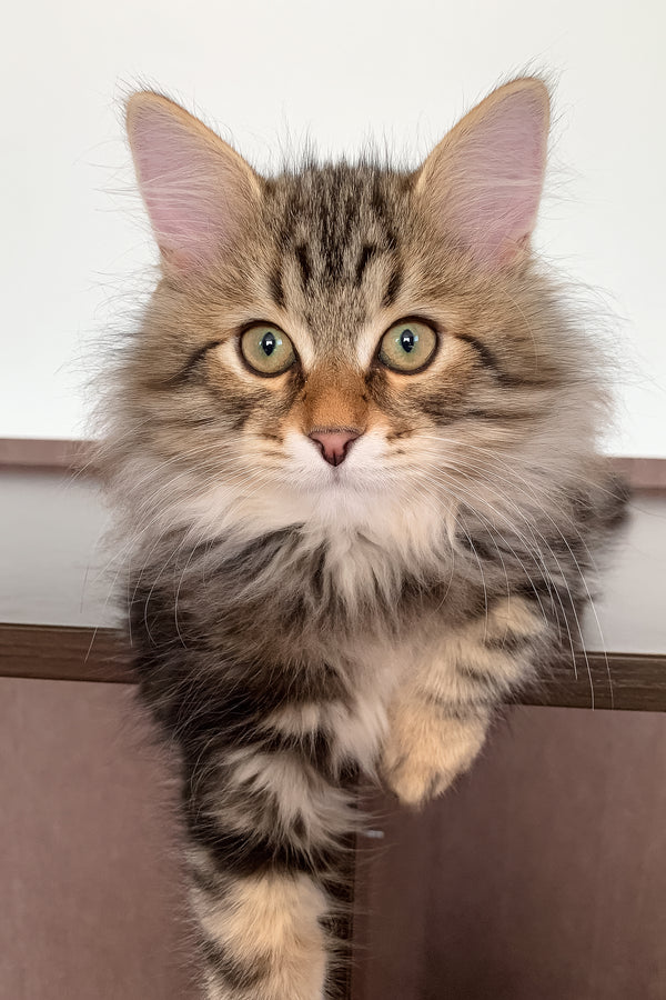 Sidney | Siberian Kitten