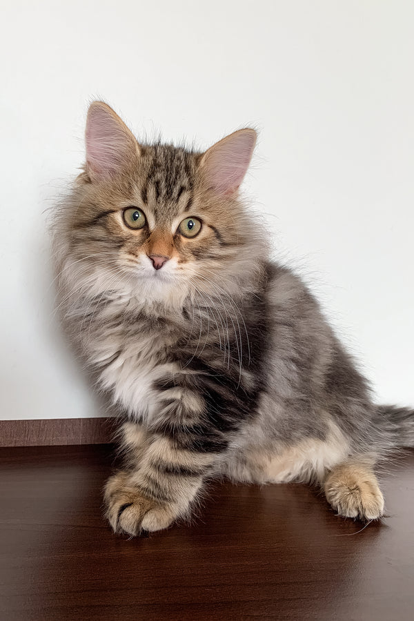 Sidney | Siberian Kitten