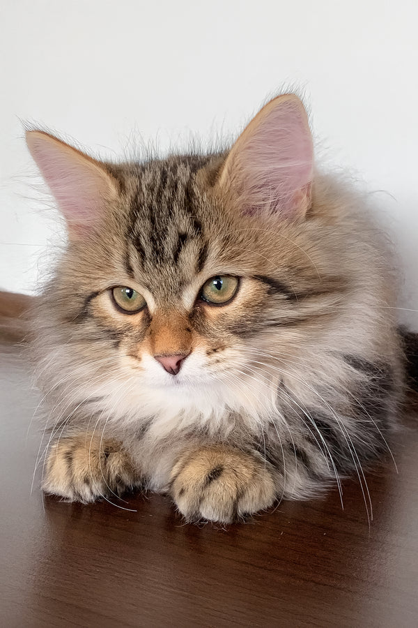 Sidney | Siberian Kitten
