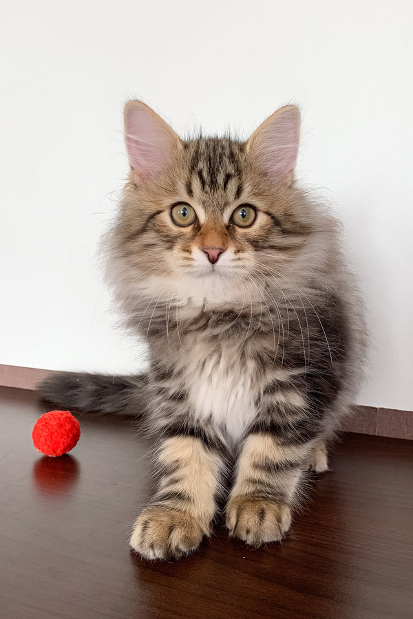 Sidney | Siberian Kitten