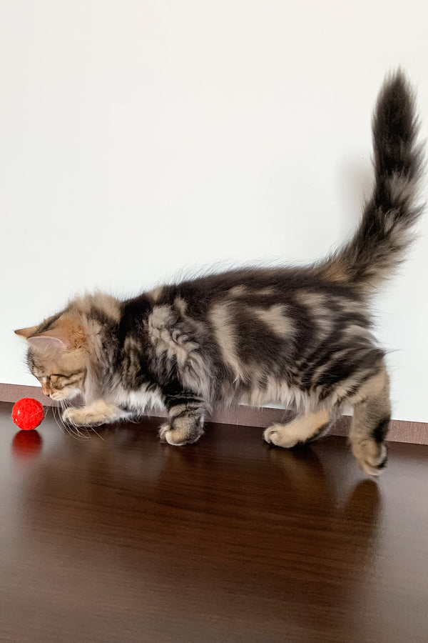 Sidney | Siberian Kitten