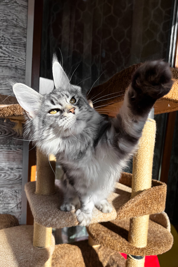 Silena | Maine Coon Kitten