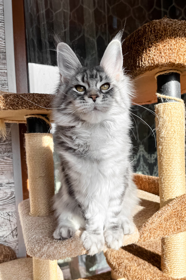 Silena | Maine Coon Kitten