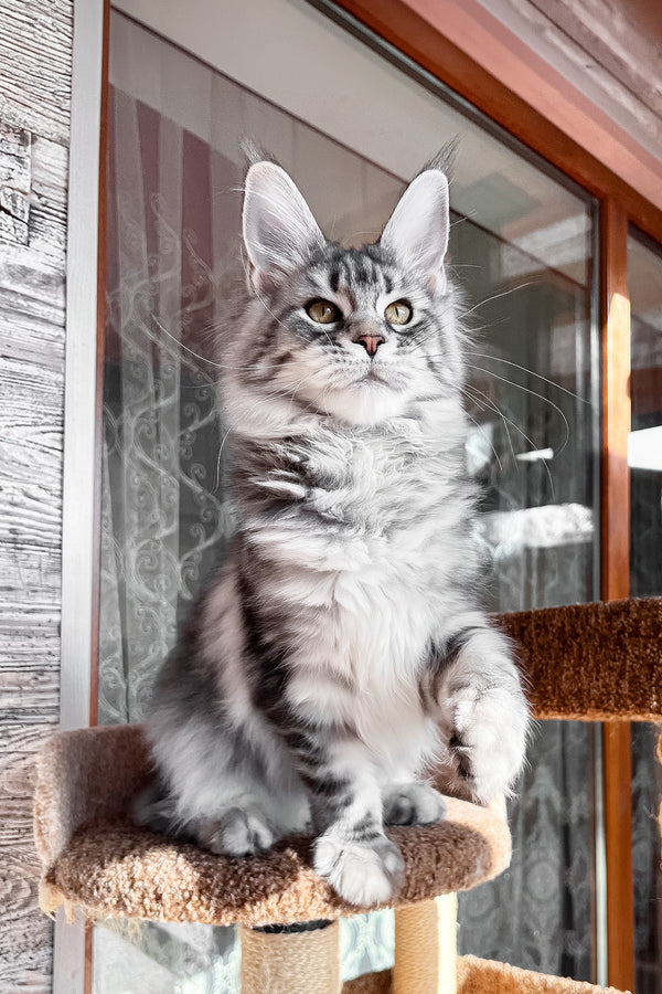 Silena | Maine Coon Kitten