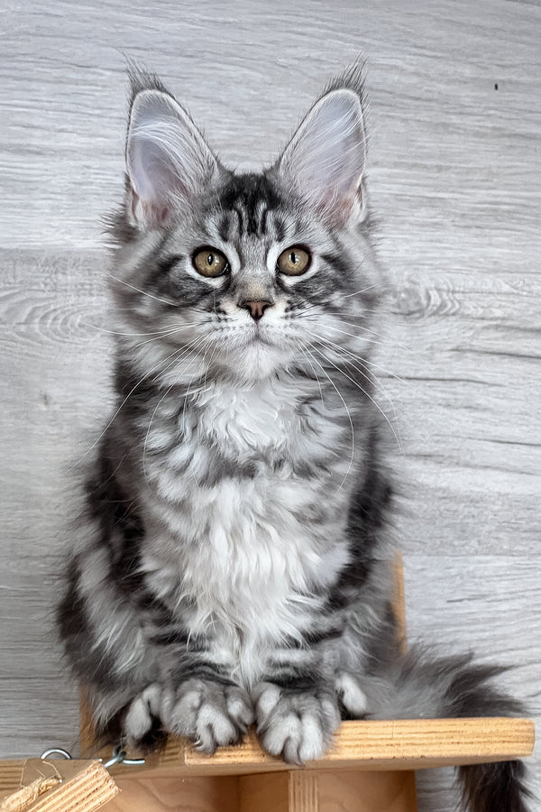Silena | Maine Coon Kitten