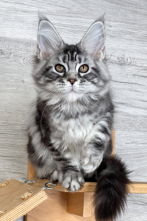 Silena | Maine Coon Kitten