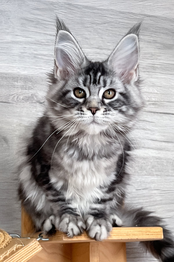 Silena | Maine Coon Kitten