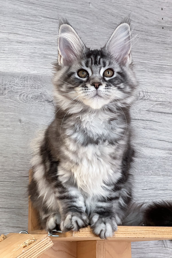 Silena | Maine Coon Kitten