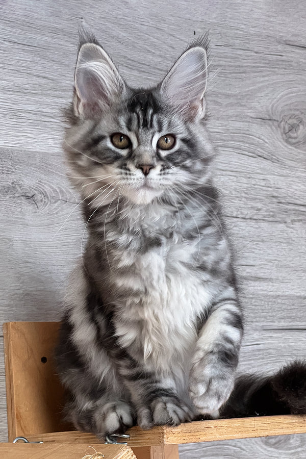 Silena | Maine Coon Kitten