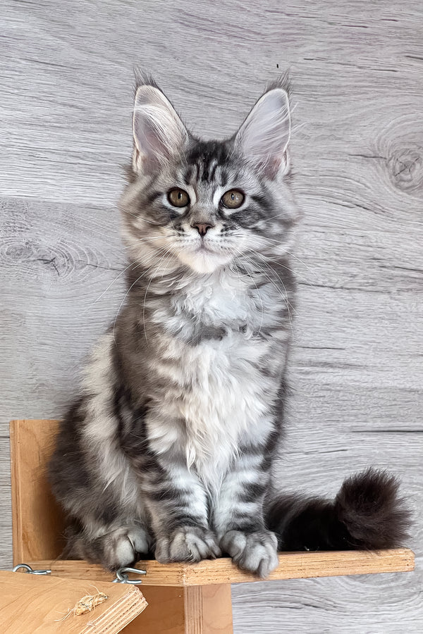 Silena | Maine Coon Kitten