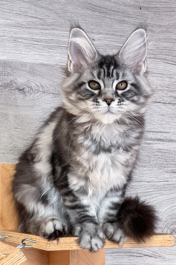 Silena | Maine Coon Kitten