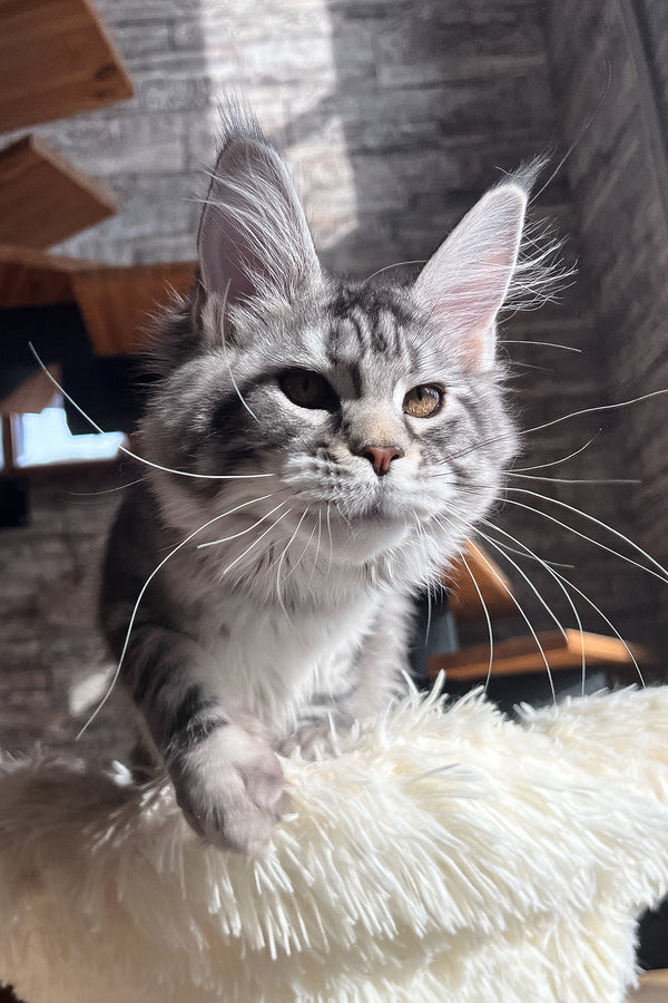Silena | Maine Coon Kitten