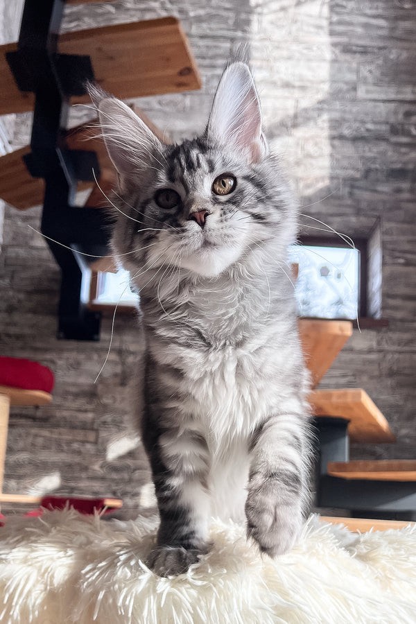 Silena | Maine Coon Kitten