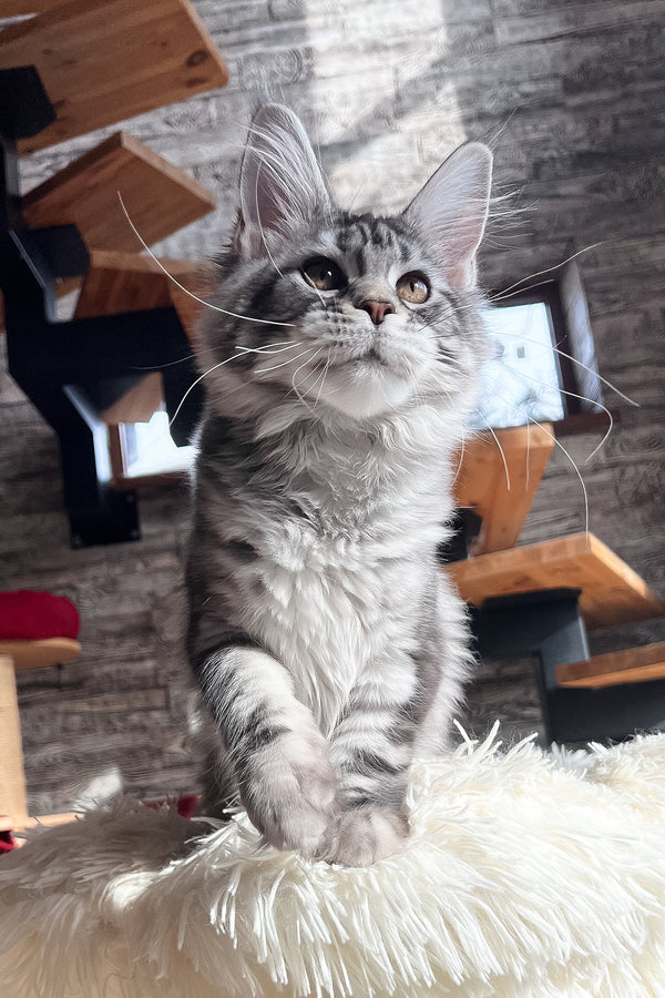 Silena | Maine Coon Kitten