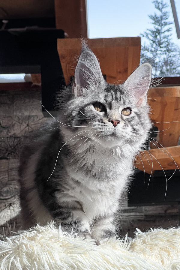 Silena | Maine Coon Kitten