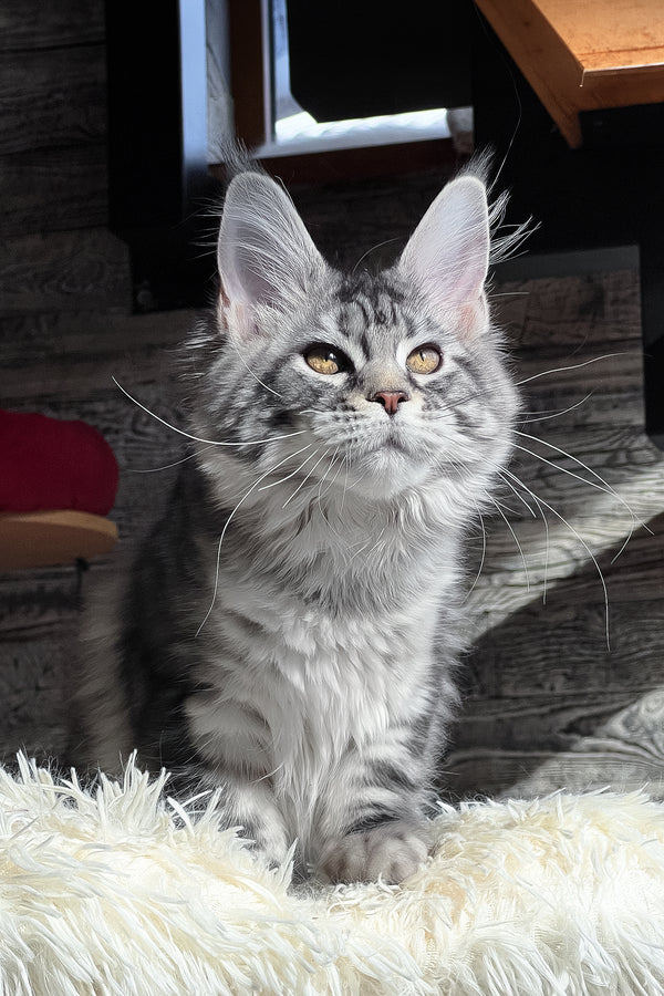 Silena | Maine Coon Kitten