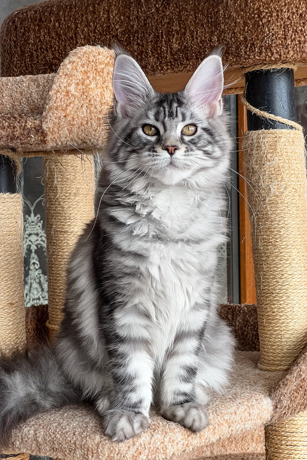 Silena | Maine Coon Kitten