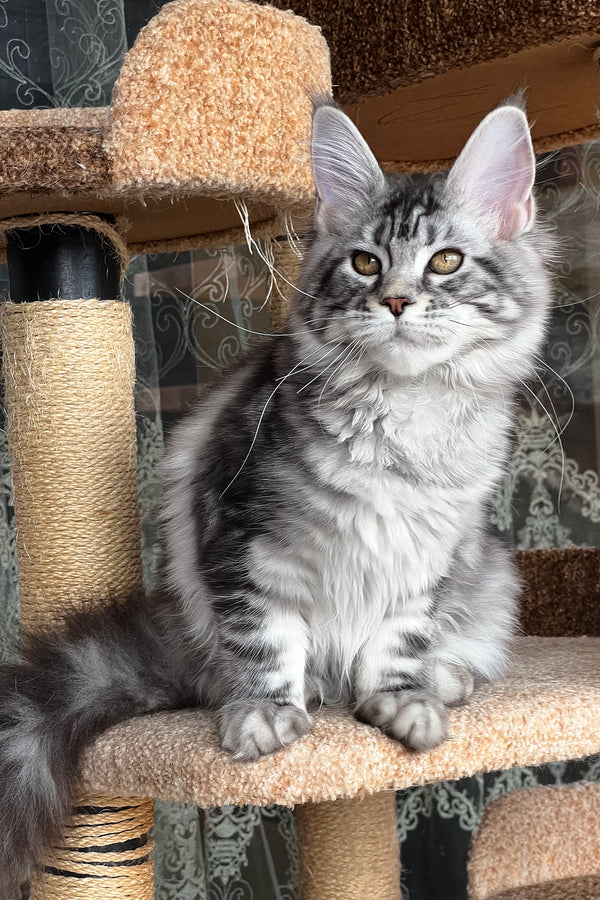 Silena | Maine Coon Kitten