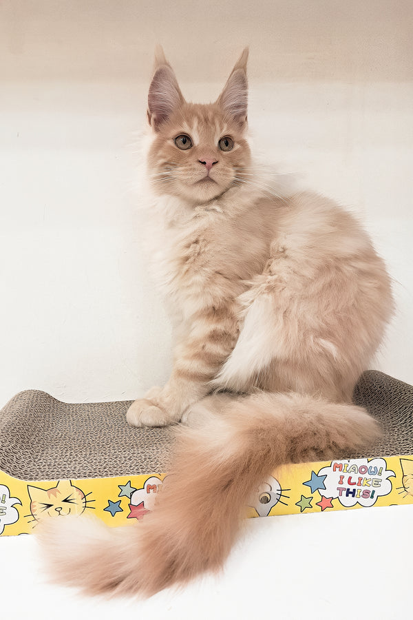 Charlie | Maine Coon Kitten