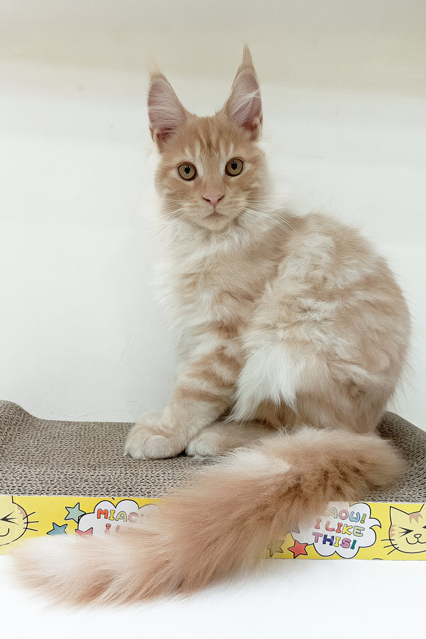 Charlie | Maine Coon Kitten