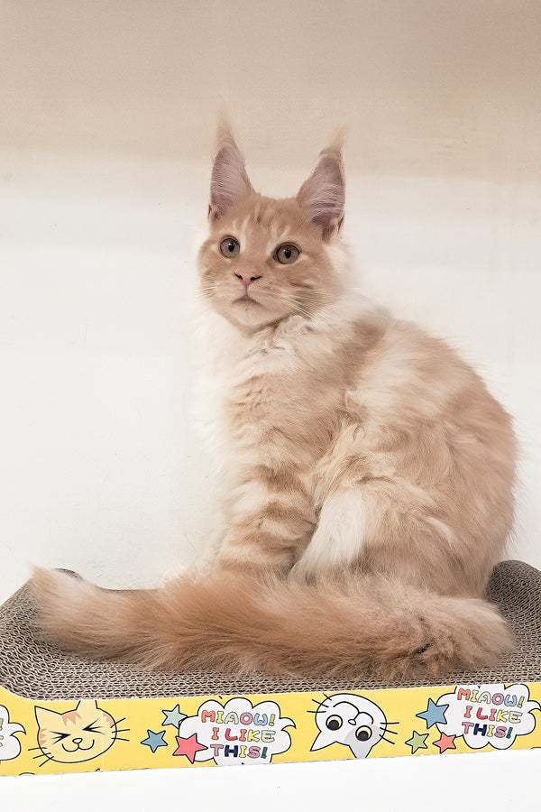 Charlie | Maine Coon Kitten