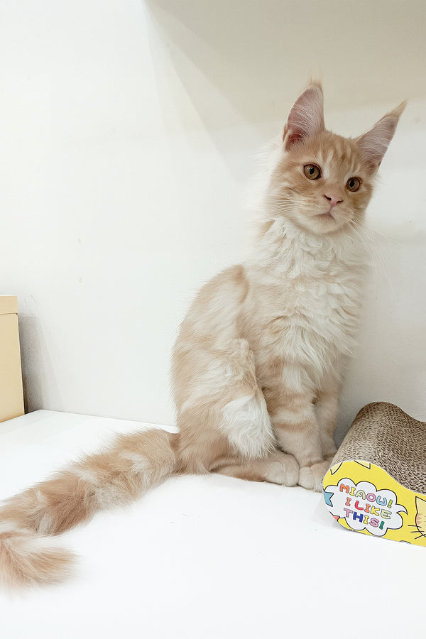 Charlie | Maine Coon Kitten