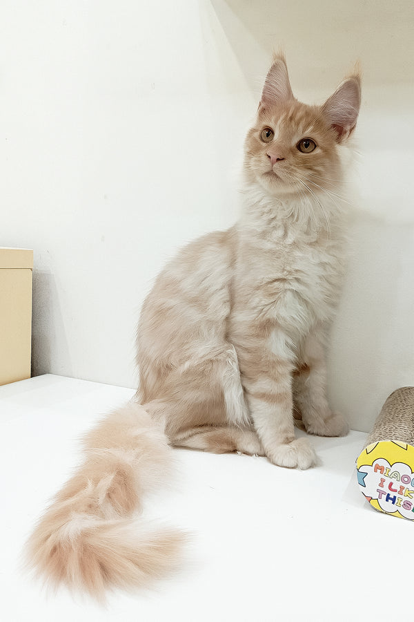 Charlie | Maine Coon Kitten