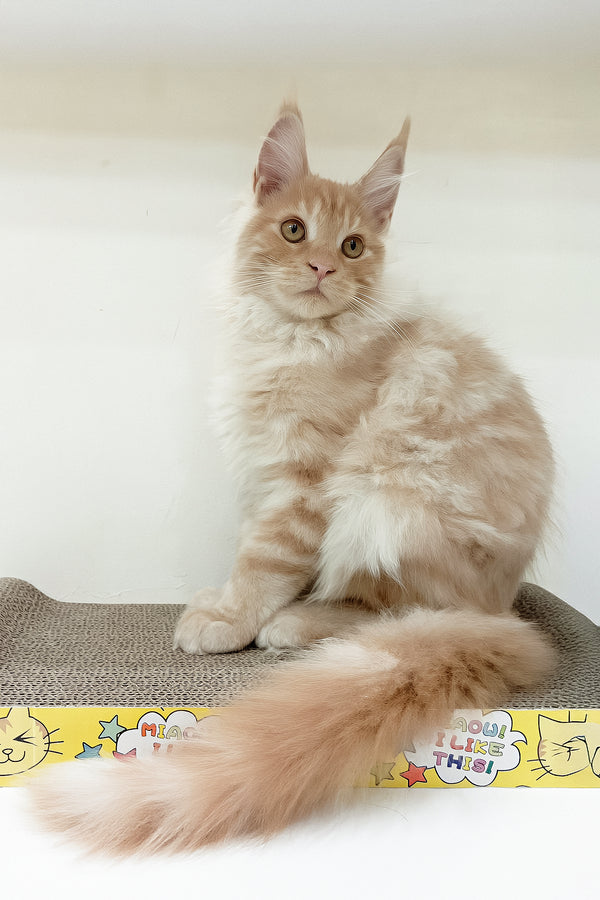 Charlie | Maine Coon Kitten