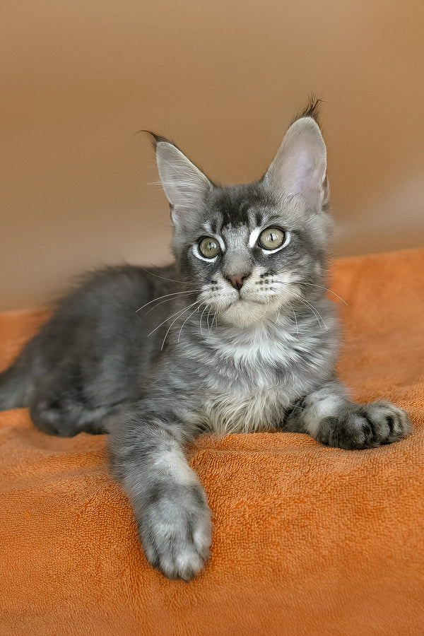 Adam | Maine Coon Kitten