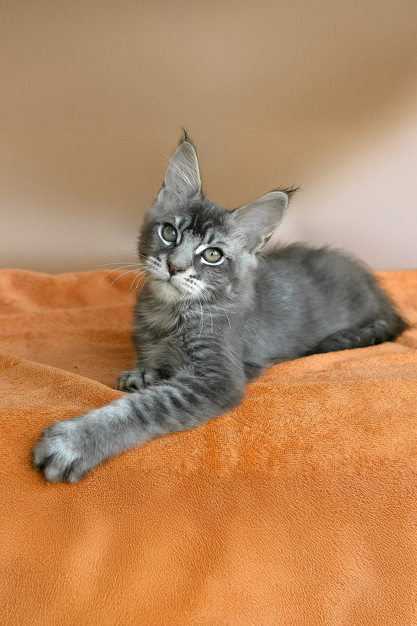 Adam | Maine Coon Kitten
